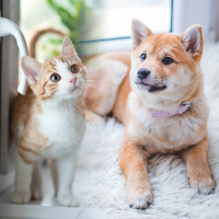 PERAWATAN HEWAN PELIHARAAN